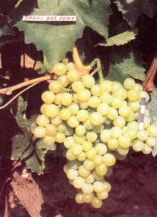 Bezsemenno