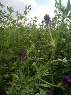 The  newest Bulgarian Cveta alfalfa variety