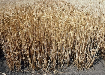 Пшеница Венка 1